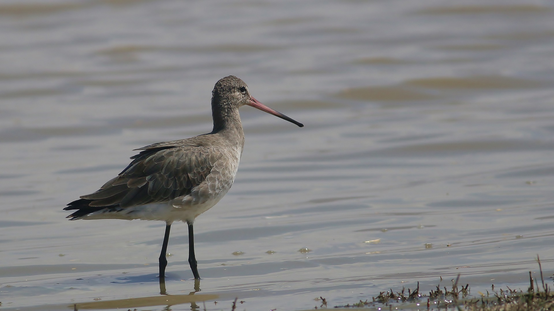 Black-tailed Godwit